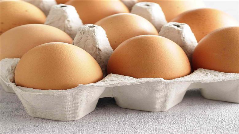 اسعار البيض اليوم