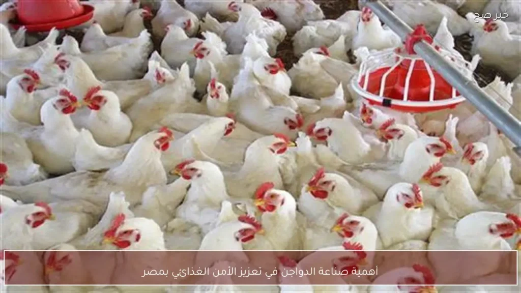 أهمية صناعة الدواجن في تعزيز الأمن الغذائي بمصر