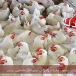 أهمية صناعة الدواجن في تعزيز الأمن الغذائي بمصر