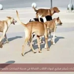 إنشاء شيلتر مركزي لإيواء الكلاب الضالة في مدينة السادات بالمنوفية