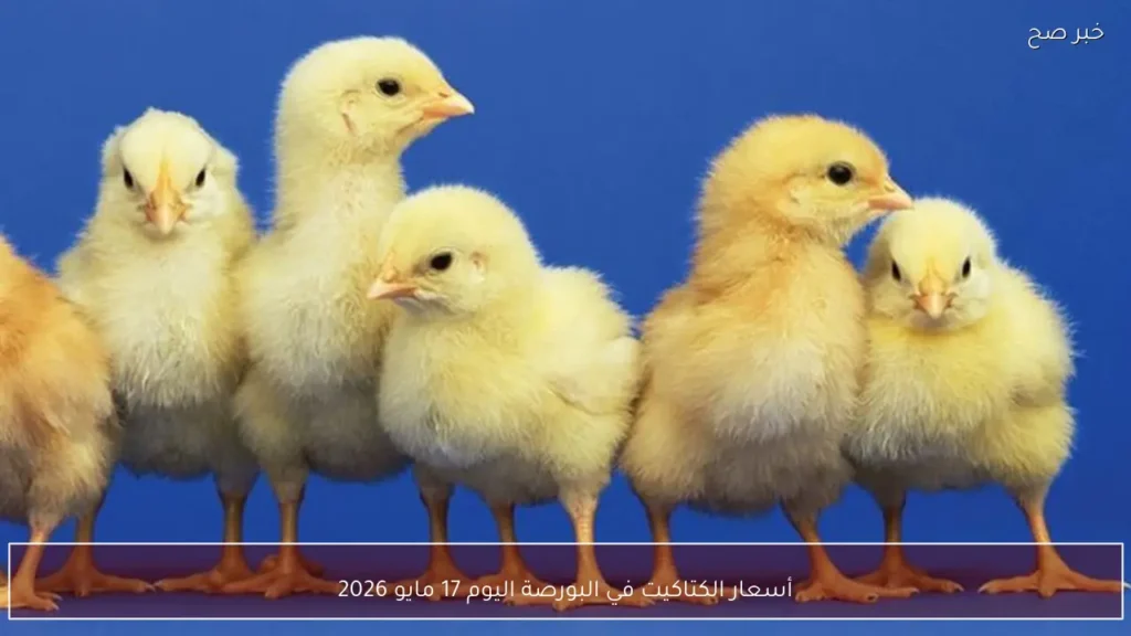 أسعار الكتاكيت في البورصة اليوم 17 مايو 2026