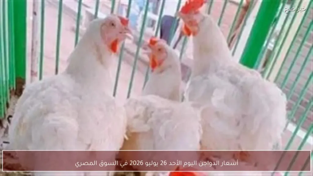 أسعار الدواجن اليوم الأحد 26 يوليو 2026 في السوق المصري