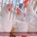 أسعار الدواجن اليوم الأحد 26 يوليو 2026 في السوق المصري