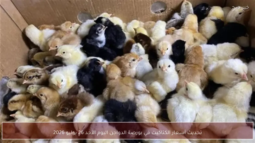 تحديث أسعار الكتاكيت في بورصة الدواجن اليوم الأحد 26 يوليو 2026