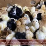 تحديث أسعار الكتاكيت في بورصة الدواجن اليوم الأحد 26 يوليو 2026