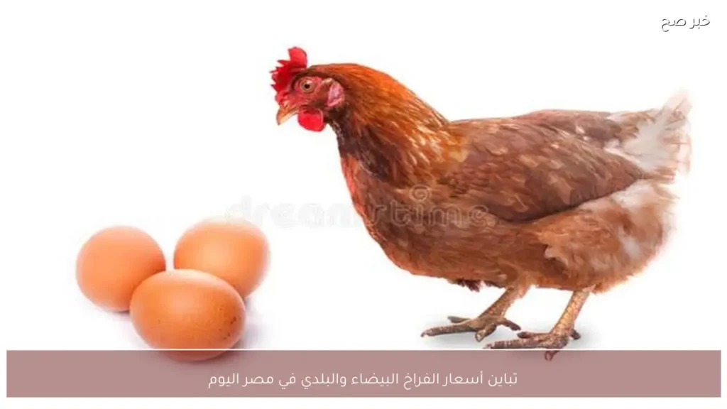 تباين أسعار الفراخ البيضاء والبلدي في مصر اليوم