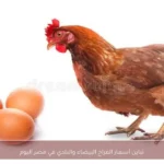 تباين أسعار الفراخ البيضاء والبلدي في مصر اليوم