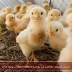 تحديث أسعار الكتاكيت في بورصة الدواجن اليوم 27 يوليو 2026