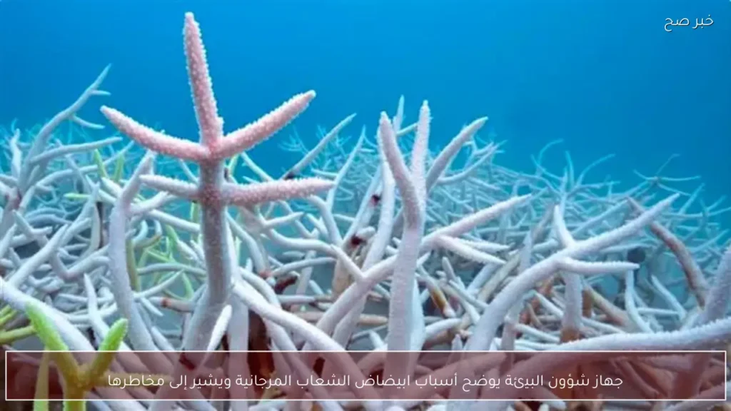 جهاز شؤون البيئة يوضح أسباب ابيضاض الشعاب المرجانية ويشير إلى مخاطرها