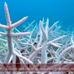 جهاز شؤون البيئة يوضح أسباب ابيضاض الشعاب المرجانية ويشير إلى مخاطرها
