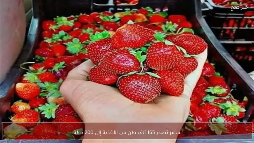 مصر تصدر 165 ألف طن من الأغذية إلى 200 دولة