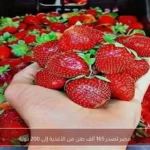 مصر تصدر 165 ألف طن من الأغذية إلى 200 دولة