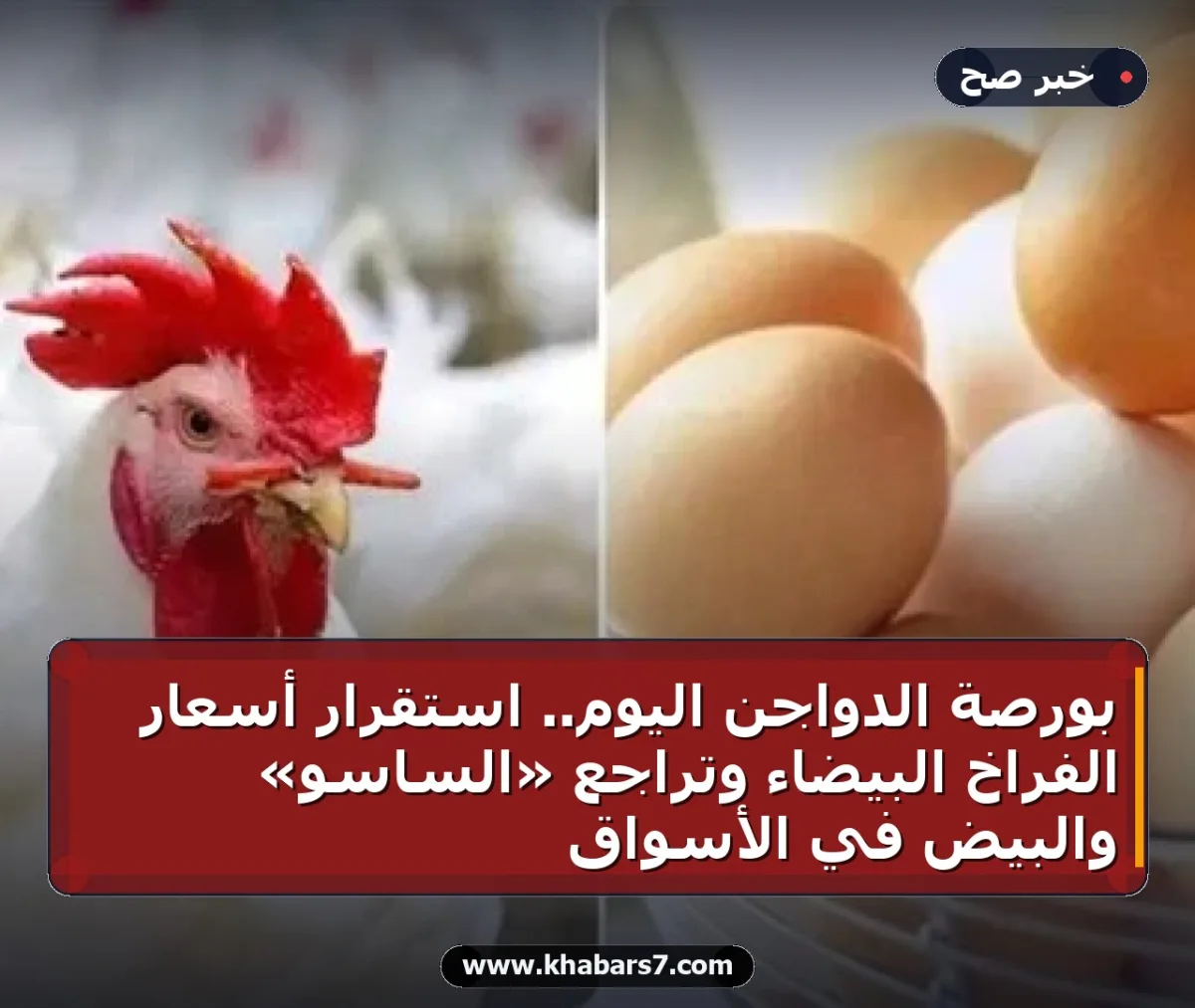 بورصة الدواجن اليوم.. استقرار أسعار الفراخ البيضاء وتراجع «الساسو» والبيض في الأسواق