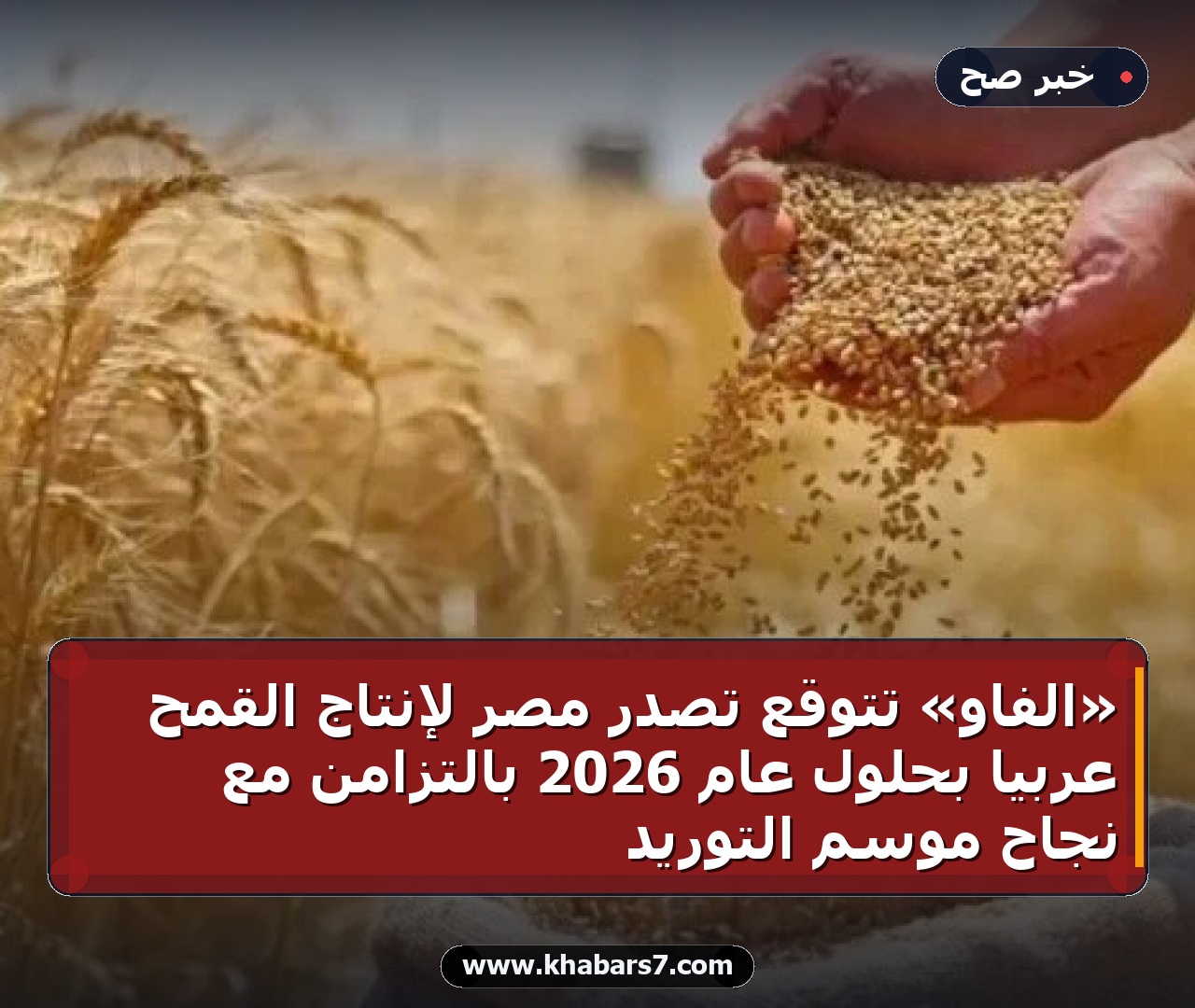 «الفاو» تتوقع تصدر مصر لإنتاج القمح عربيًا بحلول عام 2026 بالتزامن مع نجاح موسم التوريد
