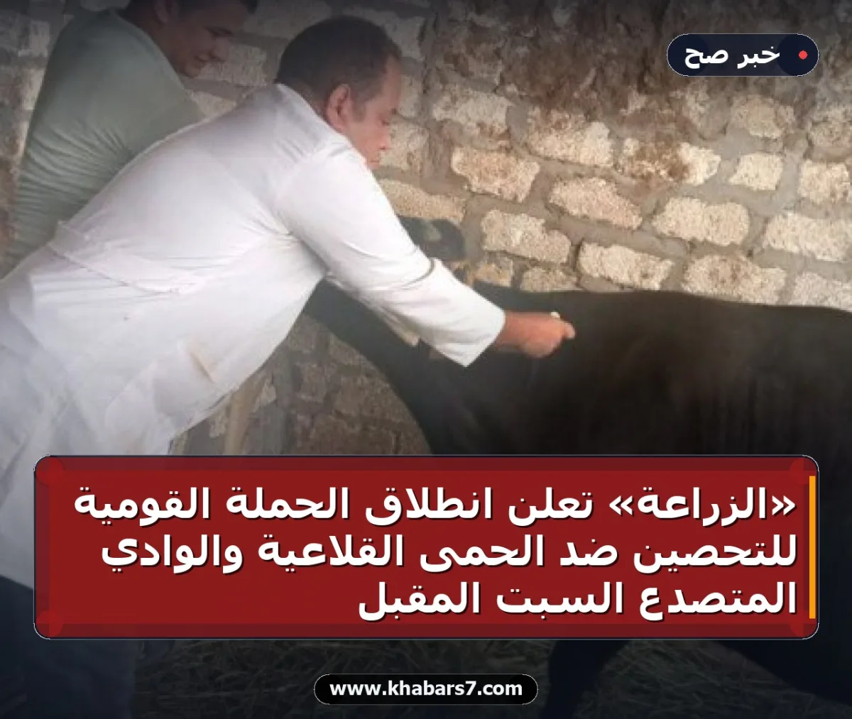 «الزراعة» تعلن انطلاق الحملة القومية للتحصين ضد الحمى القلاعية والوادي المتصدع السبت المقبل