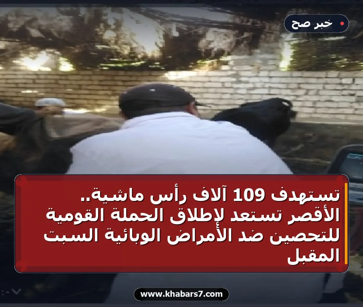 تستهدف 109 آلاف رأس ماشية.. الأقصر تستعد لإطلاق الحملة القومية للتحصين ضد الأمراض الوبائية السبت المقبل