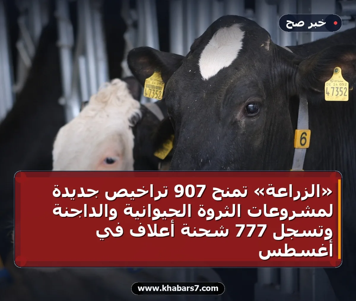 «الزراعة» تمنح 907 تراخيص جديدة لمشروعات الثروة الحيوانية والداجنة وتسجل 777 شحنة أعلاف في أغسطس