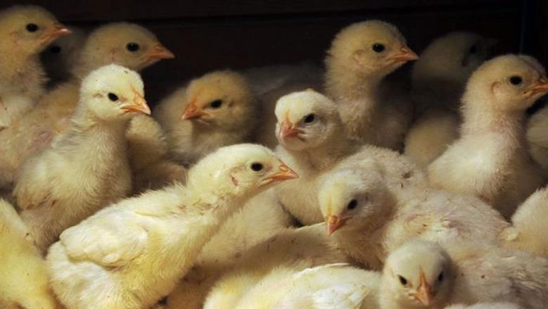 اسعار الكتاكيت