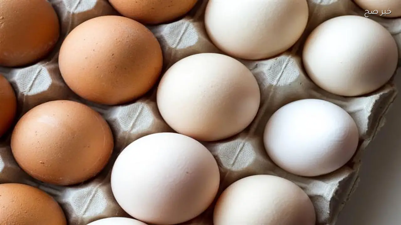 سعر كرتونة البيض في بورصة الدواجن اليوم الخميس 16 أبريل 2026