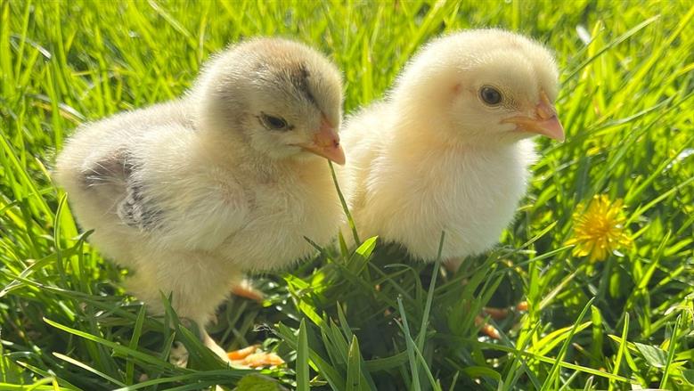 سعر الكتاكيت اليوم