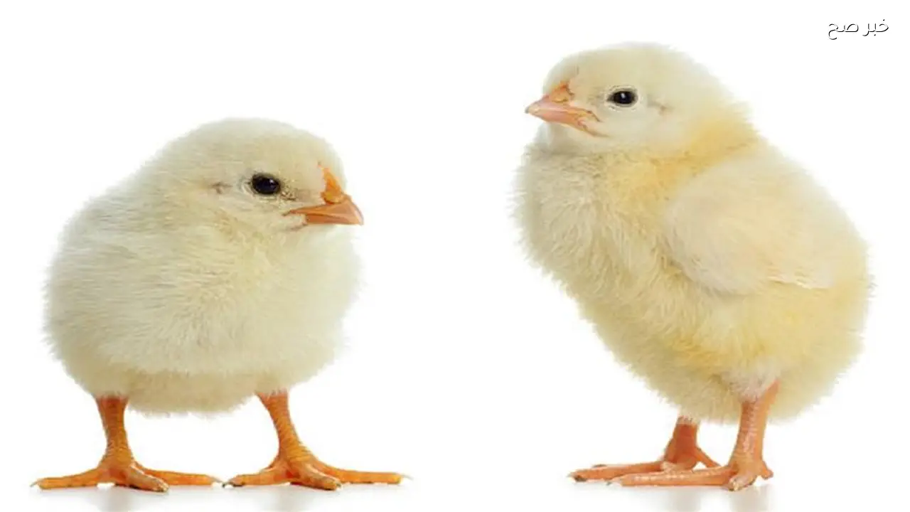 سعر الكتاكيت في بورصة الدواجن اليوم يبدأ من 16 جنيها