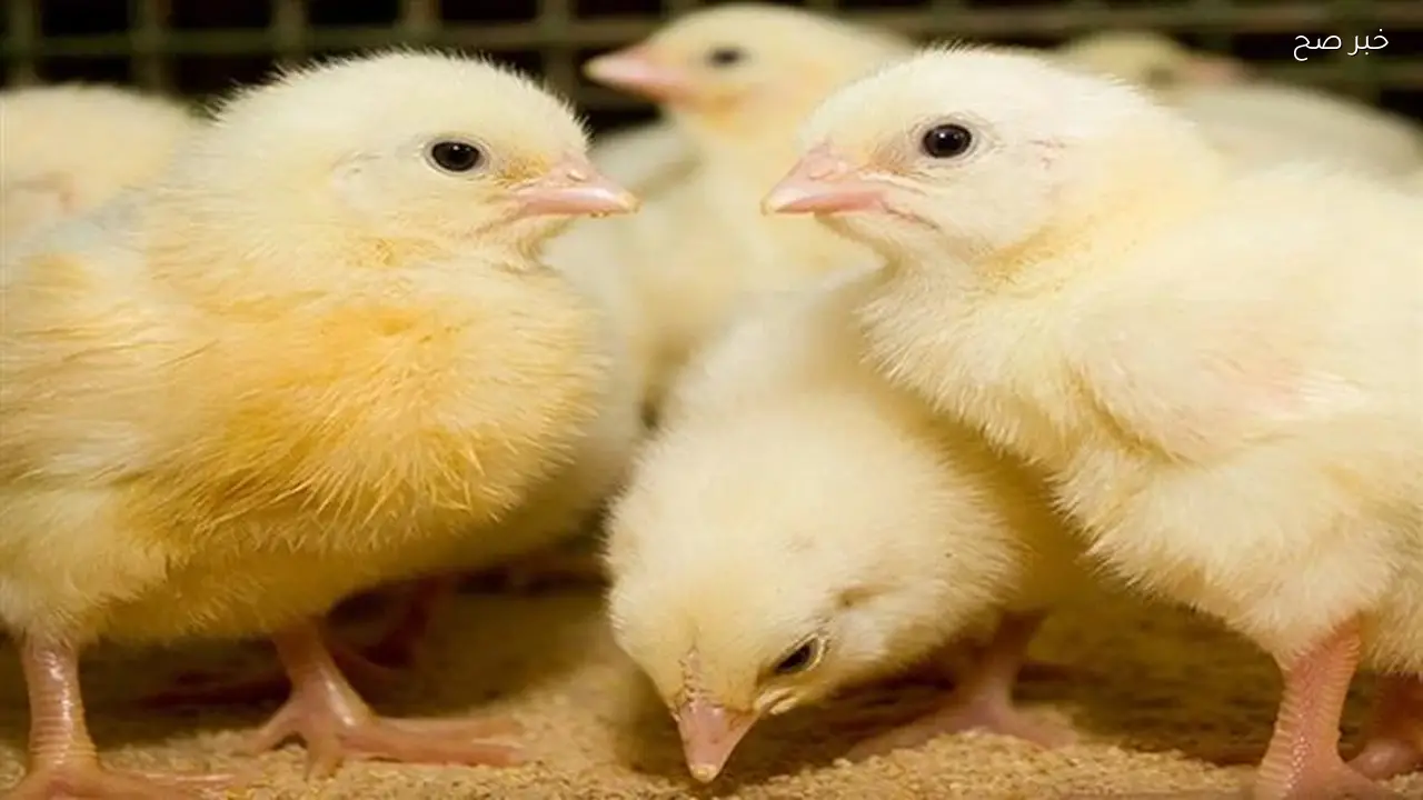 أسعار الكتاكيت تسجل ارتفاعًا في بورصة الدواجن اليوم 16 أبريل 2026