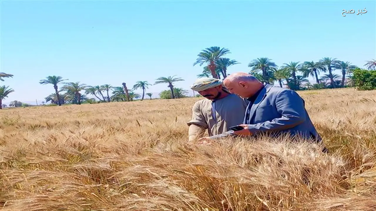 استنفار في المحافظات لتوريد القمح وتأمين مستلزمات الجمعيات الزراعية