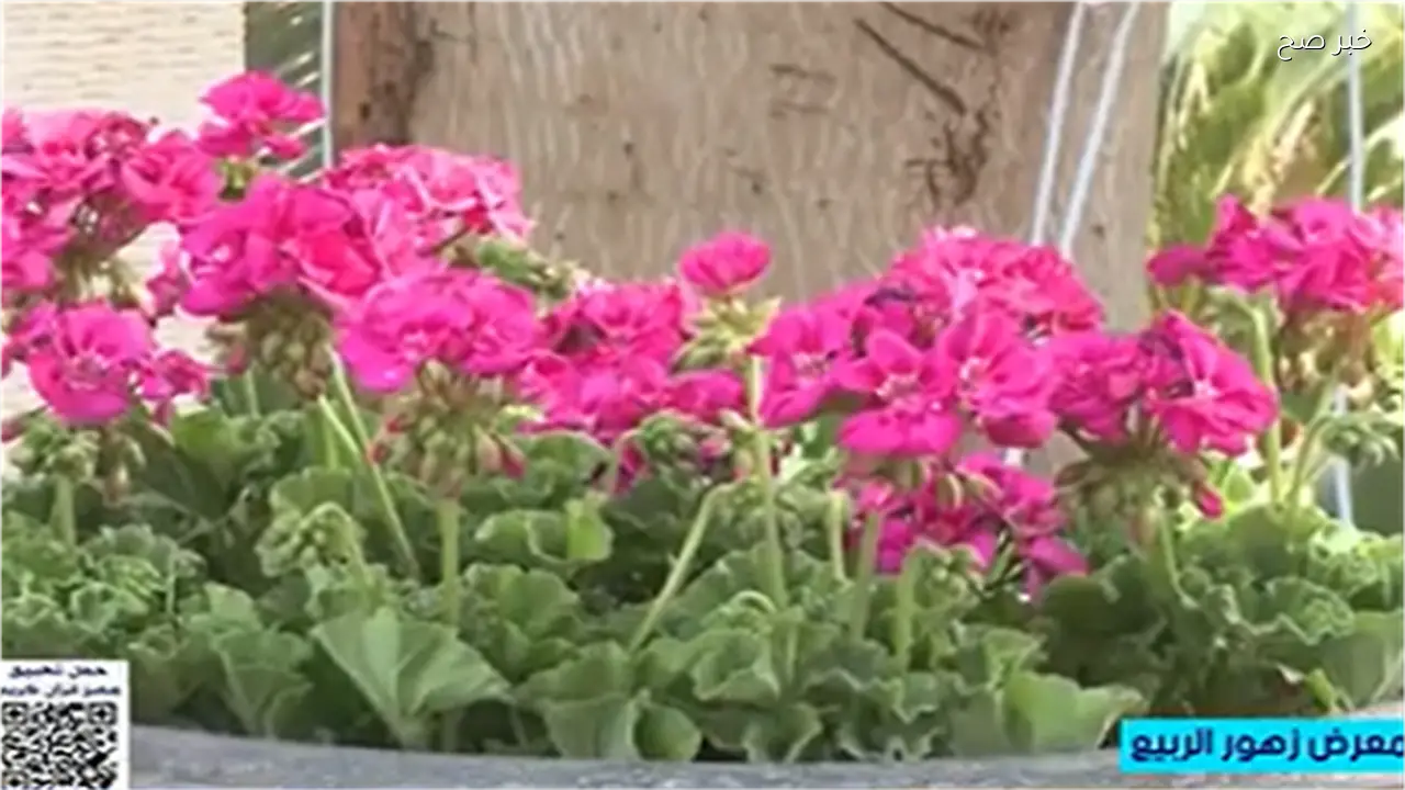 «التضامن» يعلن افتتاح معرض «ديارنا» لدعم الحرفيين وتعزيز الإنتاج التراثي