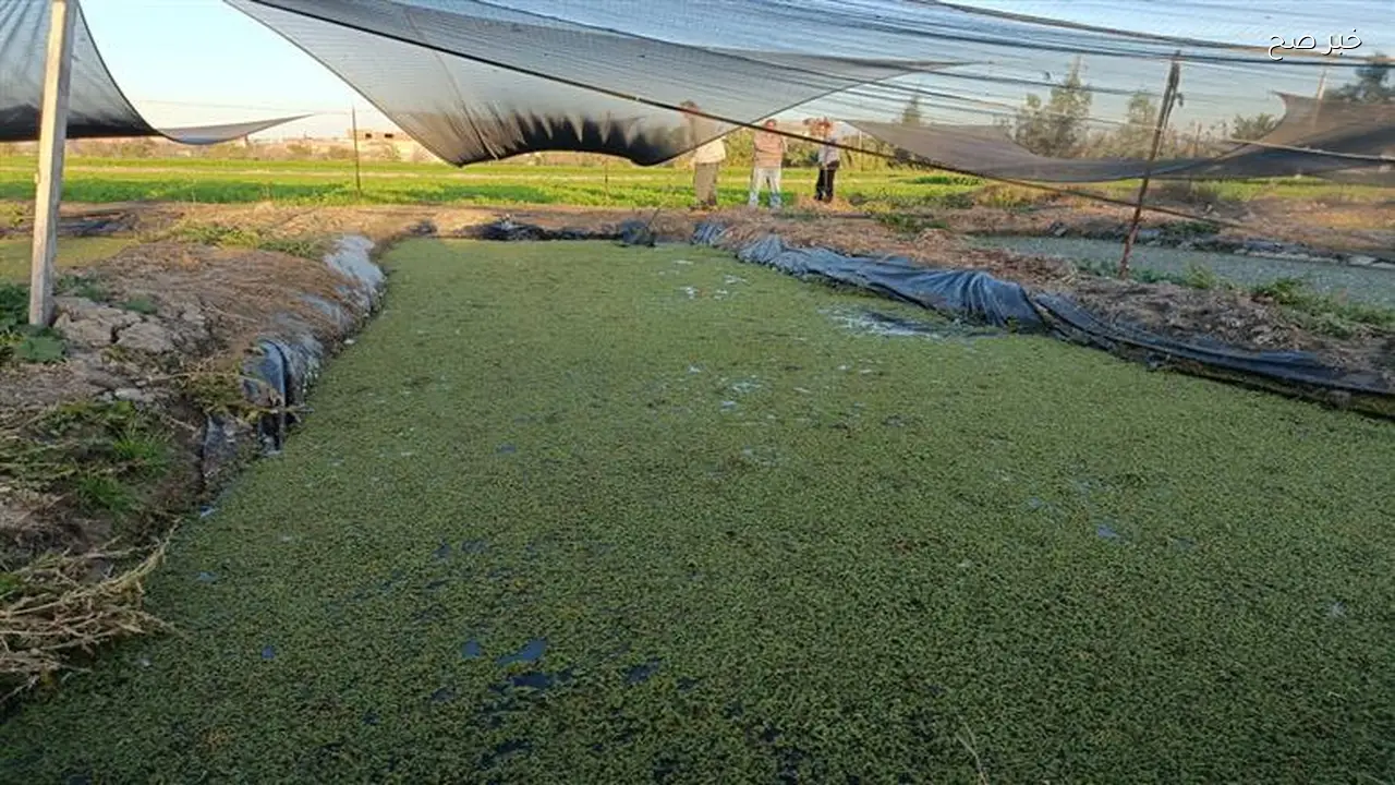 الزراعة تتخذ إجراءات قانونية ضد مواقع تروج لمنتجات مجهولة باسم الوزارة