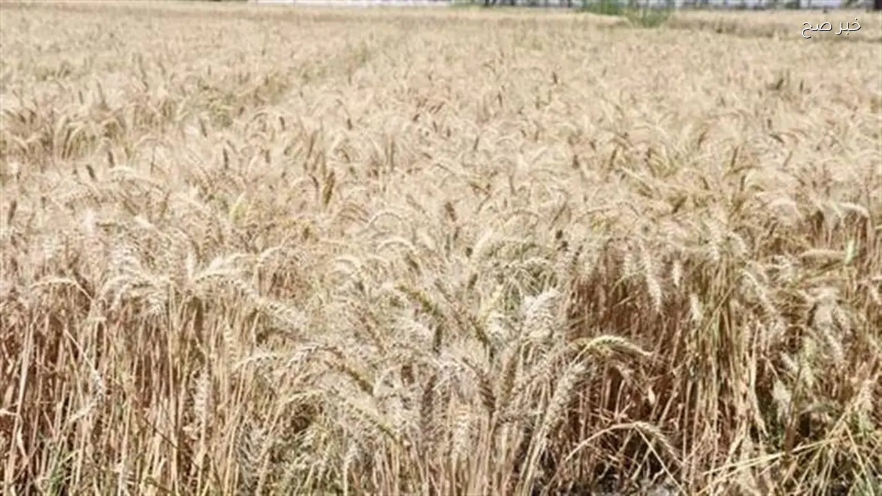 الزراعة تستهدف توريد 5 ملايين طن من القمح هذا الموسم