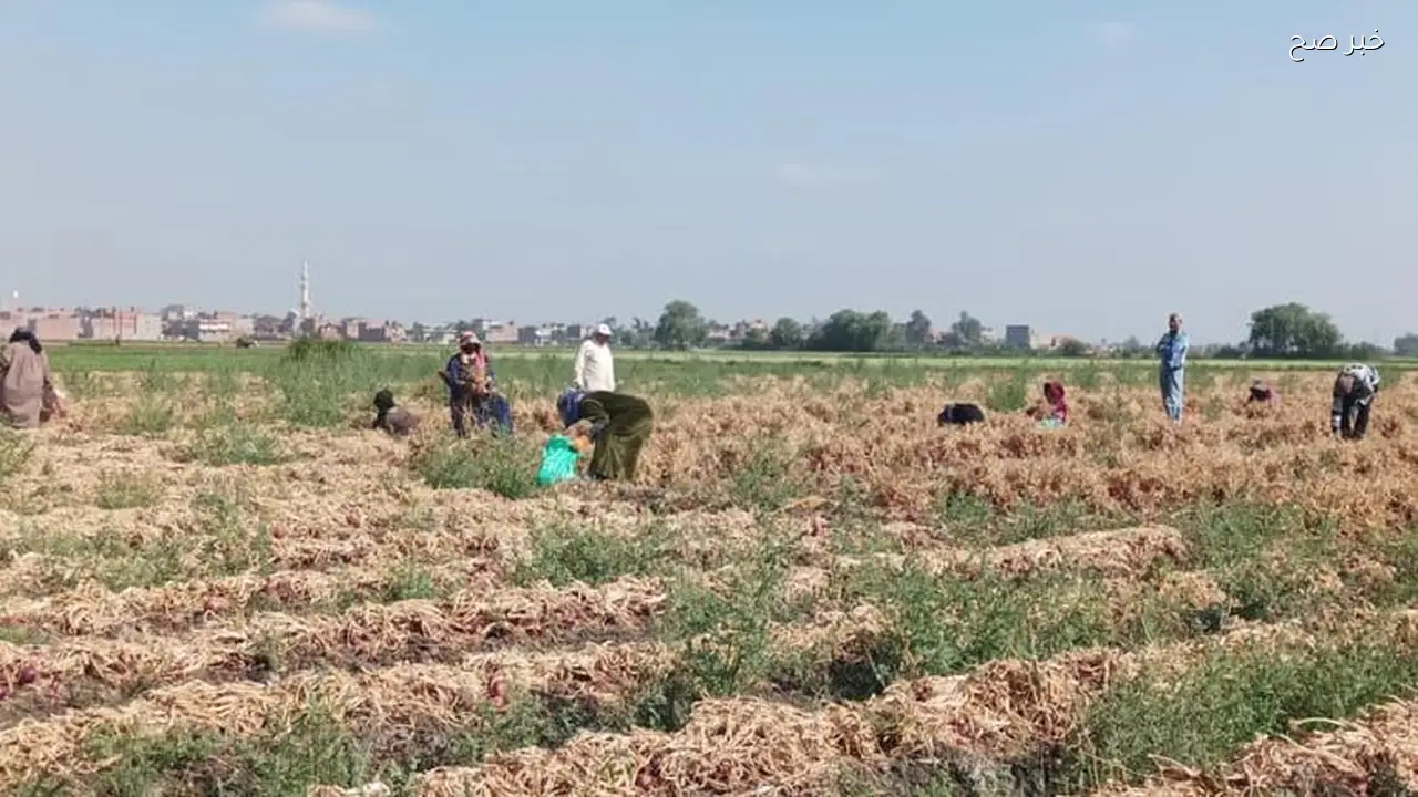 «الزراعة» تطلق سلالات جديدة لمواجهة الآفات والإصابات غير الطبيعية