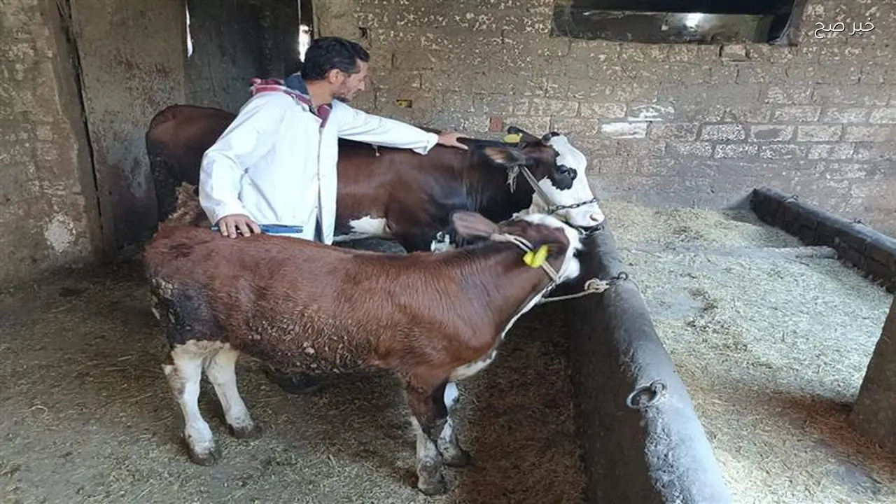 الزراعة تعلن تلقيح 45 ألف رأس ماشية وعلاج 21 ألف حالة في شهر