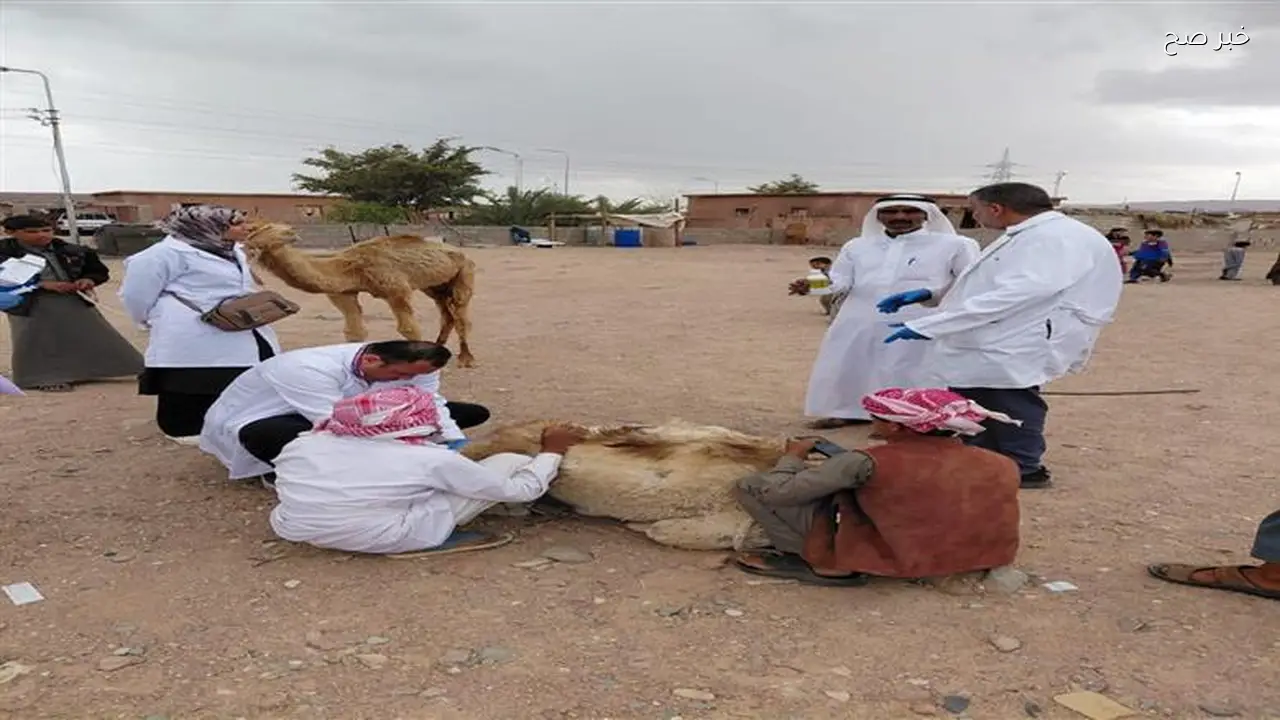 انطلاق قافلة بيطرية لتحسين صحة الثروة الحيوانية في جنوب سيناء