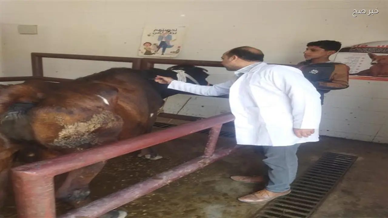 تحصين 176 ألف رأس ماشية ضد الجلد العقدي في الجيزة