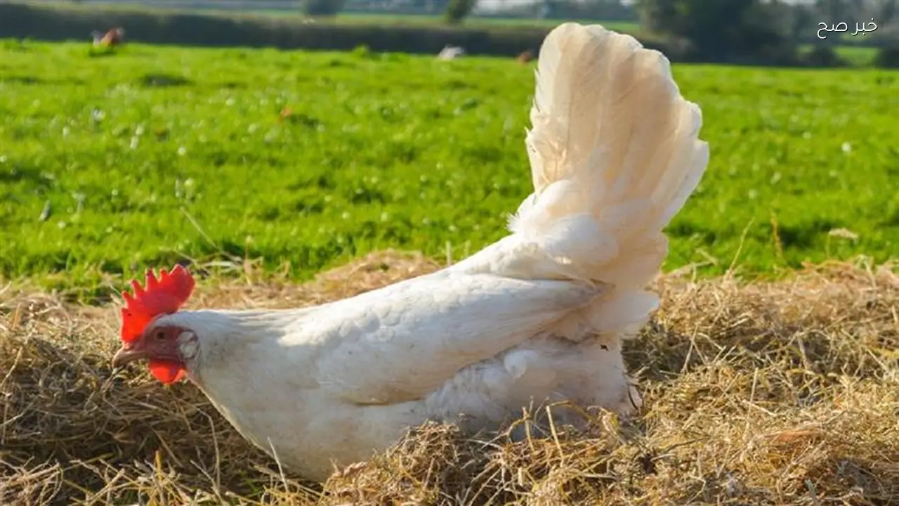 تراجع سعر الفراخ البيضاء في بورصة الدواجن اليوم الجمعة 17 أبريل 2026