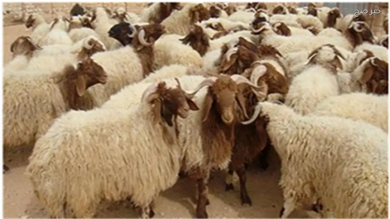 توفير عجول وخراف حية بالتقسيط للعاملين بمحطات إنتاج الكهرباء