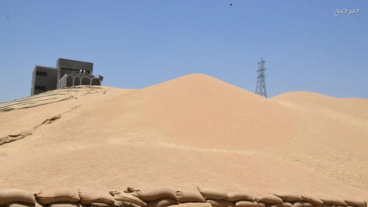 زيادة سعر طن القمح تدعم الفلاح المصري وفقًا لرئيس صناعة الحبوب