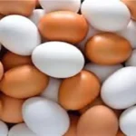 استقرار أسعار كرتونة البيض في الأسواق المحلية اليوم 16 مايو 2026
