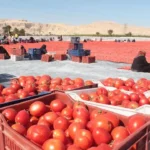 أسعار الطماطم والخضروات في سوق العبور اليوم 16 مايو 2026