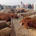 أسعار الخراف قبل عيد الأضحى ونصائح لتجنب الغش