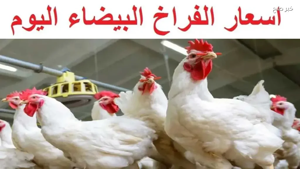 ارتفاع أسعار الفراخ البيضاء اليوم الثلاثاء 26 مايو 2026 في الأسواق والمزارع