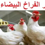 ارتفاع أسعار الفراخ البيضاء اليوم الثلاثاء 26 مايو 2026 في الأسواق والمزارع