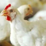 ارتفاع أسعار الفراخ البيضاء قبل عيد الأضحى في الأسواق المصرية
