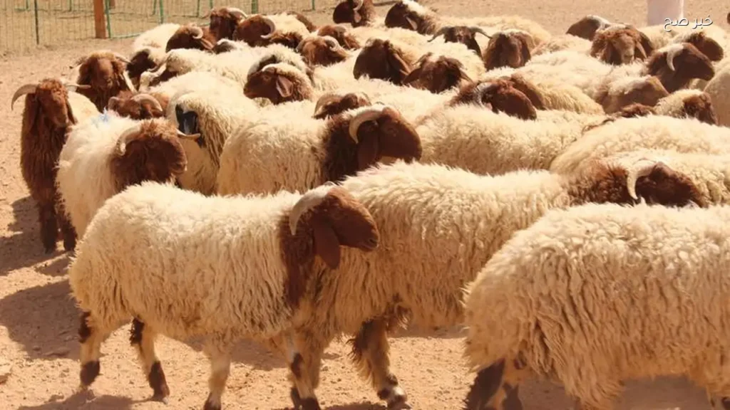 أسعار الخراف في مصر اليوم بمناسبة عيد الأضحى