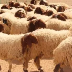أسعار الخراف في مصر اليوم بمناسبة عيد الأضحى