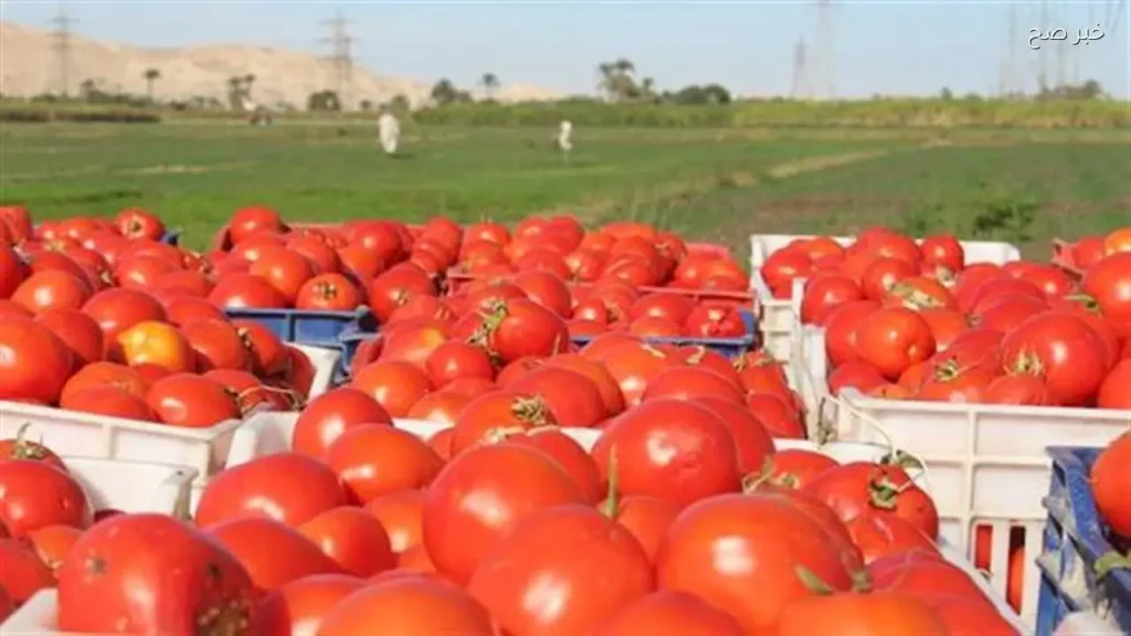 استقرار أسعار الطماطم في سوق العبور اليوم 30 مايو 2026