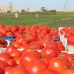 استقرار أسعار الطماطم في سوق العبور اليوم 30 مايو 2026