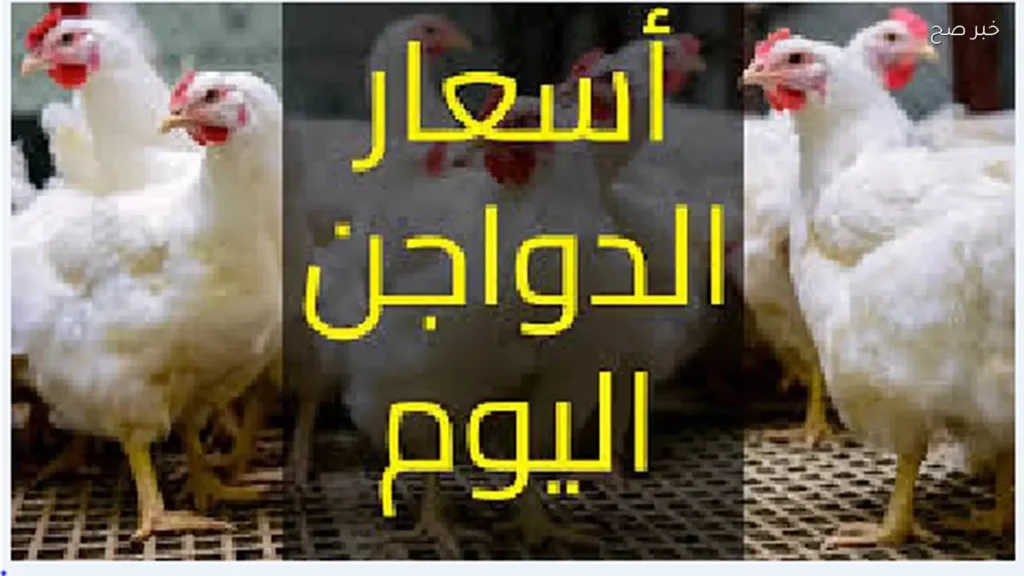 اسعار الفراخ البيضاء اليوم الثلاثاء الموافق 26 مايو 2026