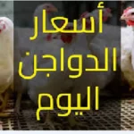 اسعار الفراخ البيضاء اليوم الثلاثاء الموافق 26 مايو 2026