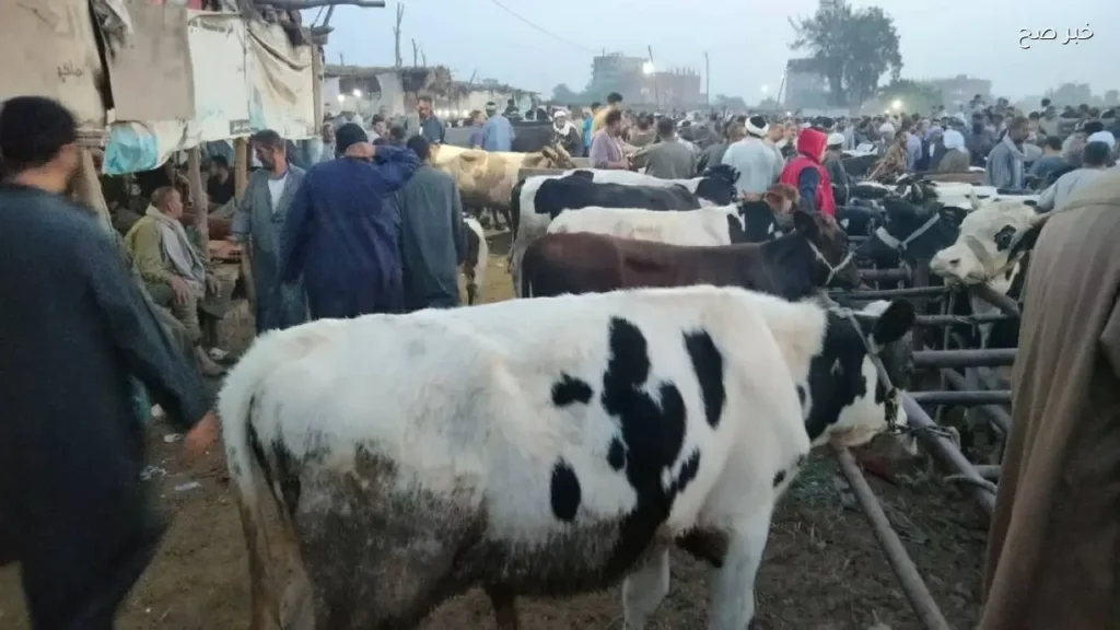 استقرار نسبي في أسعار الأضاحي بمحافظة الشرقية اليوم